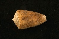 藏品(芝麻芋螺)的圖片